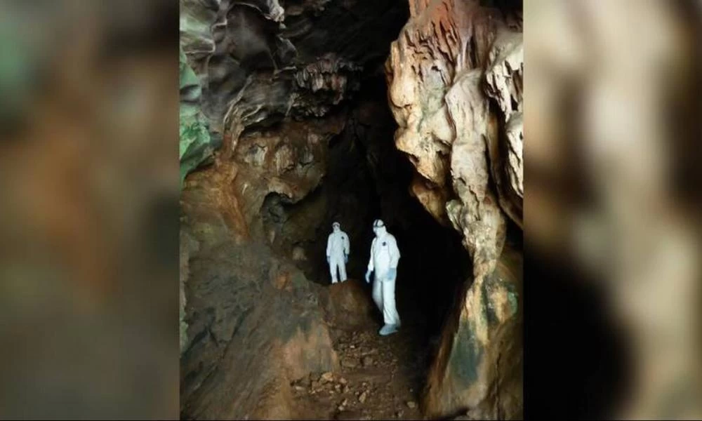 Κυνηγοί ιών: Ερευνούν σπηλιές νυχτερίδων για να προβλέψουν τον επόμενο κορονοϊό